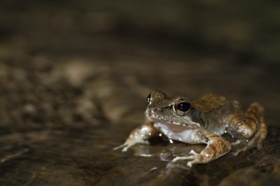 梭德氏赤蛙(三峽哇蛙兵Frog in Sanshia提供)